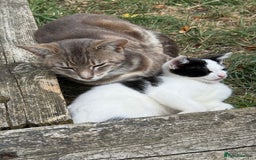 Mixed Breed cats for sale: 3 Kittens looking for their forever Homes - Image 6