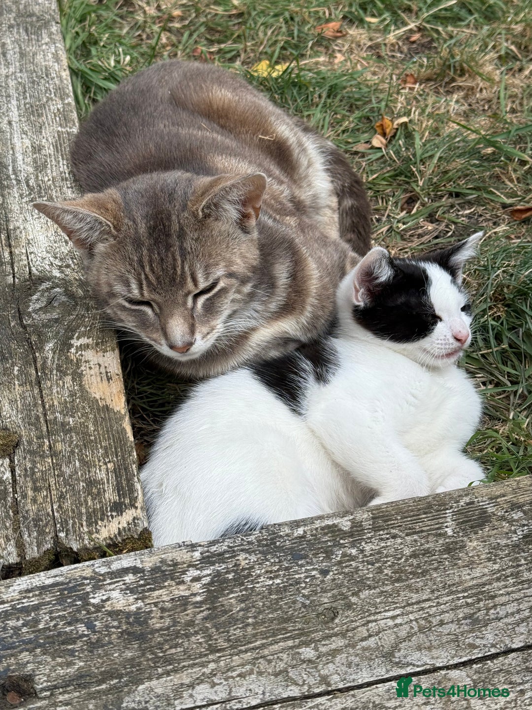 Mixed Breed cats for sale: 3 Kittens looking for their forever Homes - Image 6