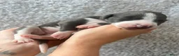 Whippet dogs for sale: Beautiful Blue & White Whippet Puppies in Stourport-on-Severn - Advert 1