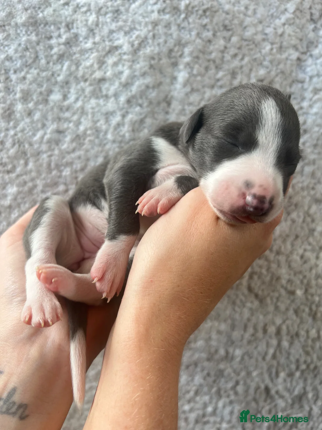 Whippet dogs for sale: Beautiful Blue & White Whippet Puppies in Stourport-on-Severn - Advert 1