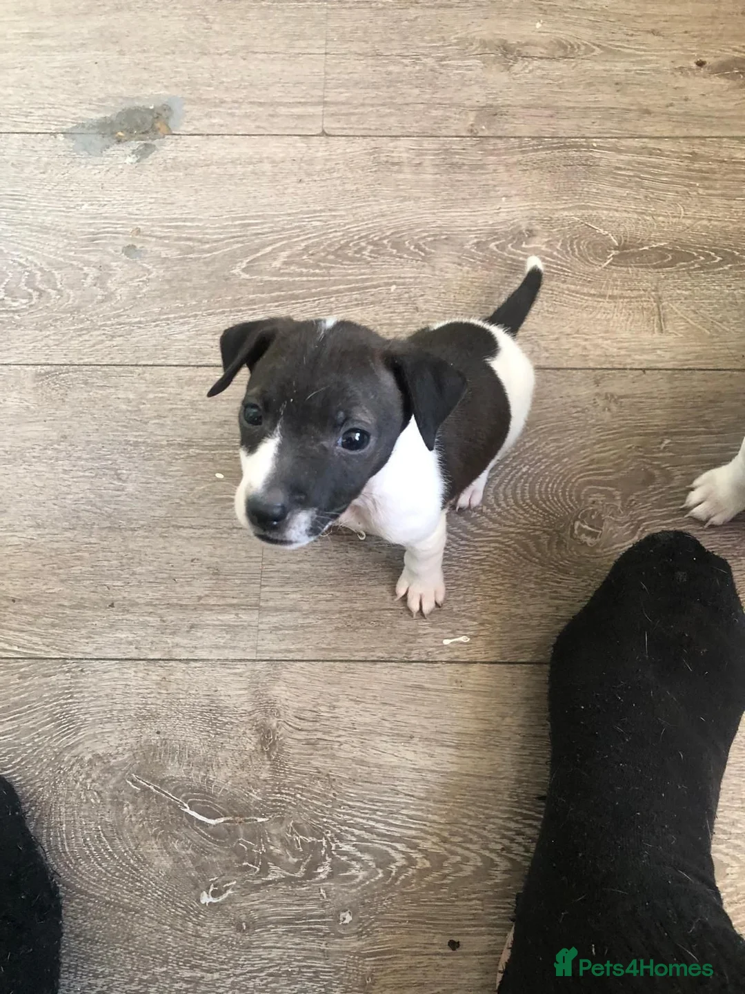 Jack Russell dogs for sale: Three beautiful Jack Russells in Sidcup - Advert 5