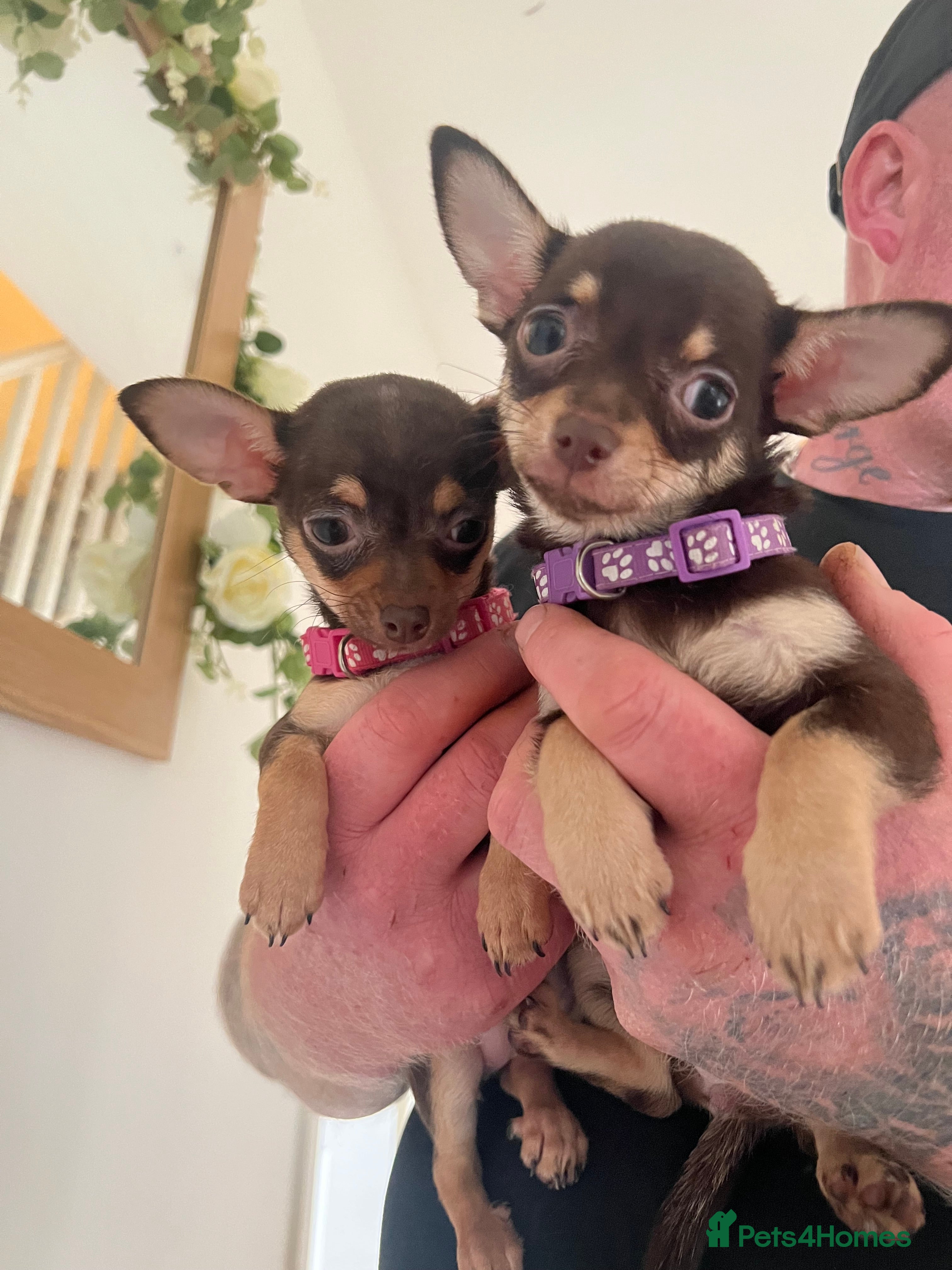 Chihuahua dogs Beautiful chocolate and tan girls - 2 left - Advert 20