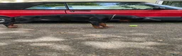 Dobermann dogs for sale: KC Doberman Male - Advert 8