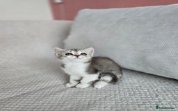 Scottish Fold cats for sale: Scottish Straight purebred kittens  - Image 19