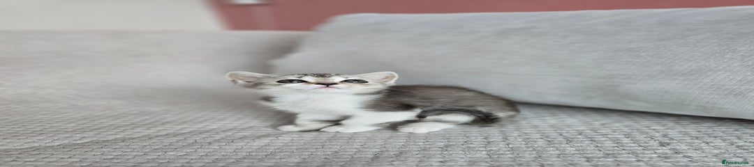 Scottish Fold Kitten 6
