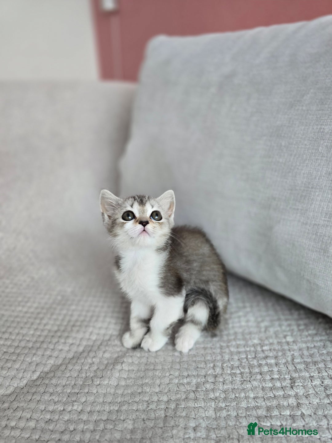 Scottish Fold cats for sale: Scottish Straight purebred kittens  - Image 19