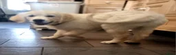 Golden Retriever dogs for sale: Beautiful 14 week old Golden Retriever puppy - Advert 5