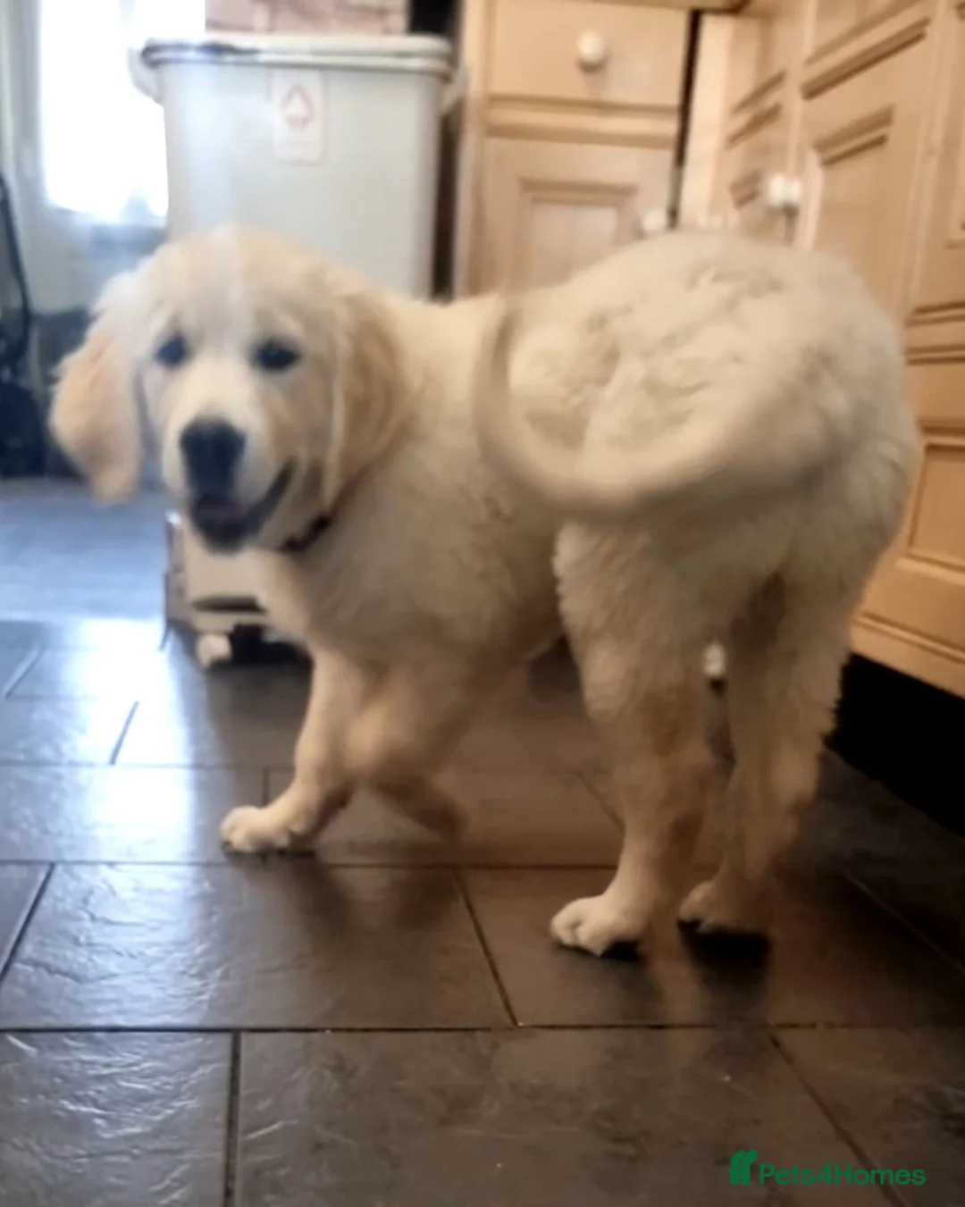 Golden Retriever dogs for sale: Beautiful 14 week old Golden Retriever puppy - Advert 5