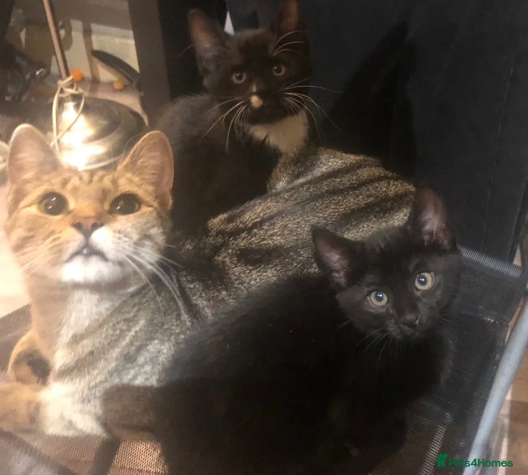 Mixed Breed cats for sale: Five Kittens (Four females, One male) - Advert 2