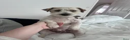 Jack Russell dogs for stud: KC registered Jack Russel Terrier available stud  - Advert 2