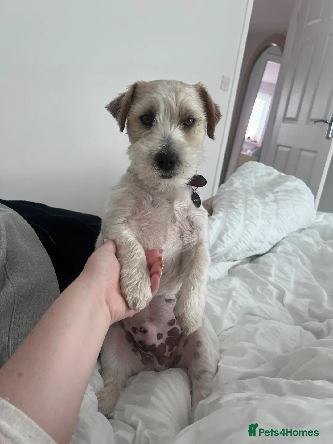 Jack Russell dogs for stud: KC registered Jack Russel Terrier available stud  - Advert 2