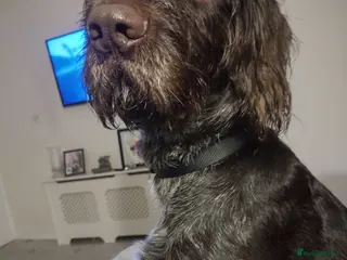 German Wirehaired Pointer dogs Bailey - Advert 1