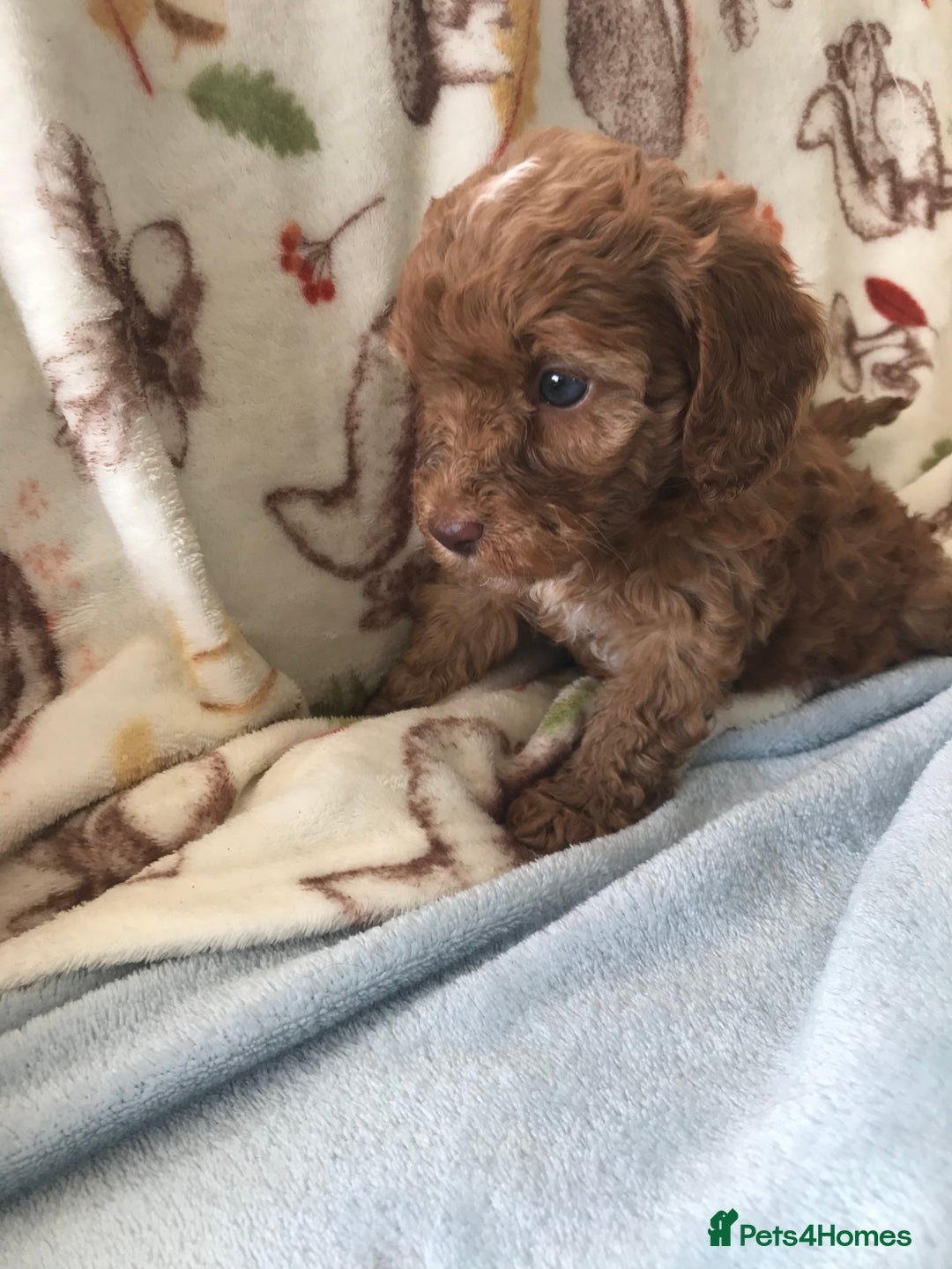 Cavapoo dogs for sale: F1B cavapoo pups  - Image 4
