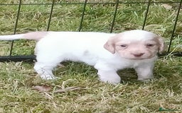 Cocker Spaniel dogs for sale: Cocker spaniel puppies for sale  - Image 10