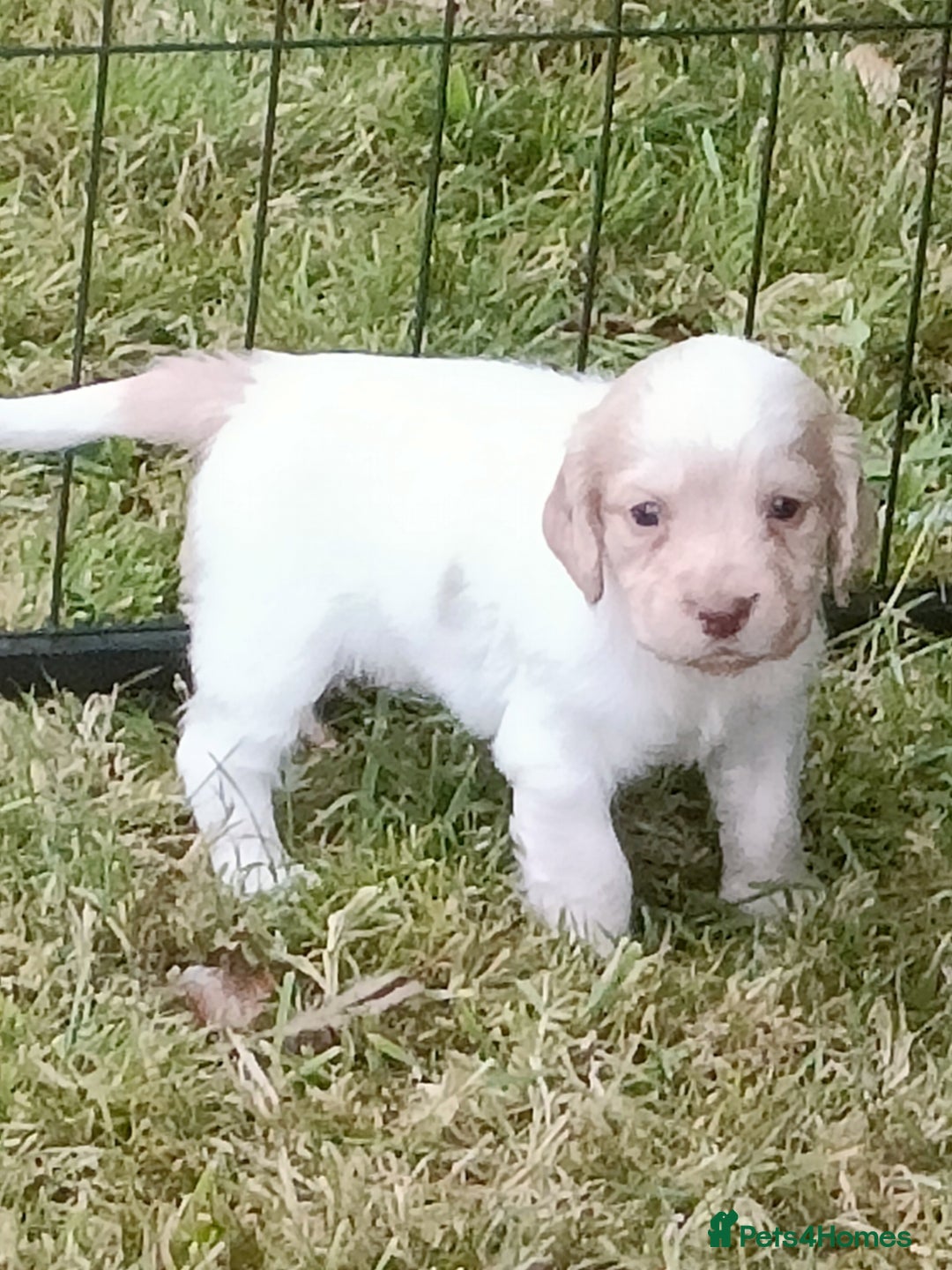 Cocker Spaniel dogs for sale: Cocker spaniel puppies for sale  - Image 10