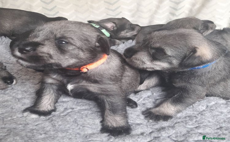 Schnauzer dogs - Advert 1