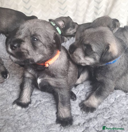 Schnauzer dogs - Advert 1