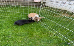 Mixed Breed rabbits for sale: Ready 3 beautiful lion head/English spot bunny’s  - Image 11