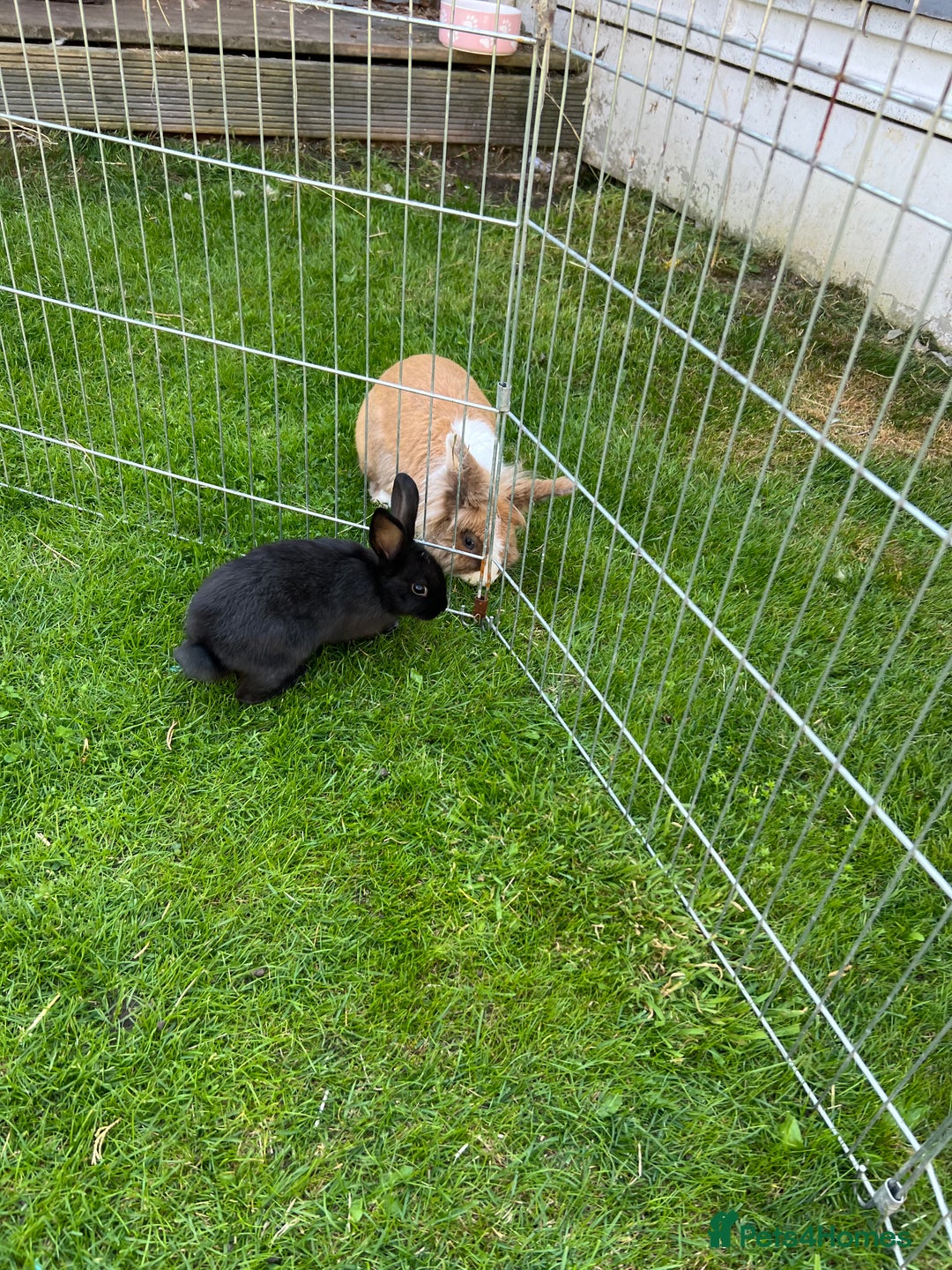 Mixed Breed rabbits for sale: Ready 3 beautiful lion head/English spot bunny’s  - Image 11