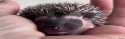 Pygmy Hedgehog rodents for sale: Girls Boys Ethically Bred African Pygmy Hedgehogs - Advert 2
