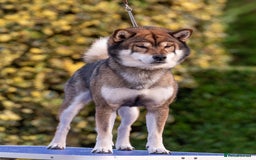 Japanese Shiba Inu dogs for sale: “LAST SESAME BOY  • Champion Broadlands Lineage” - Image 4
