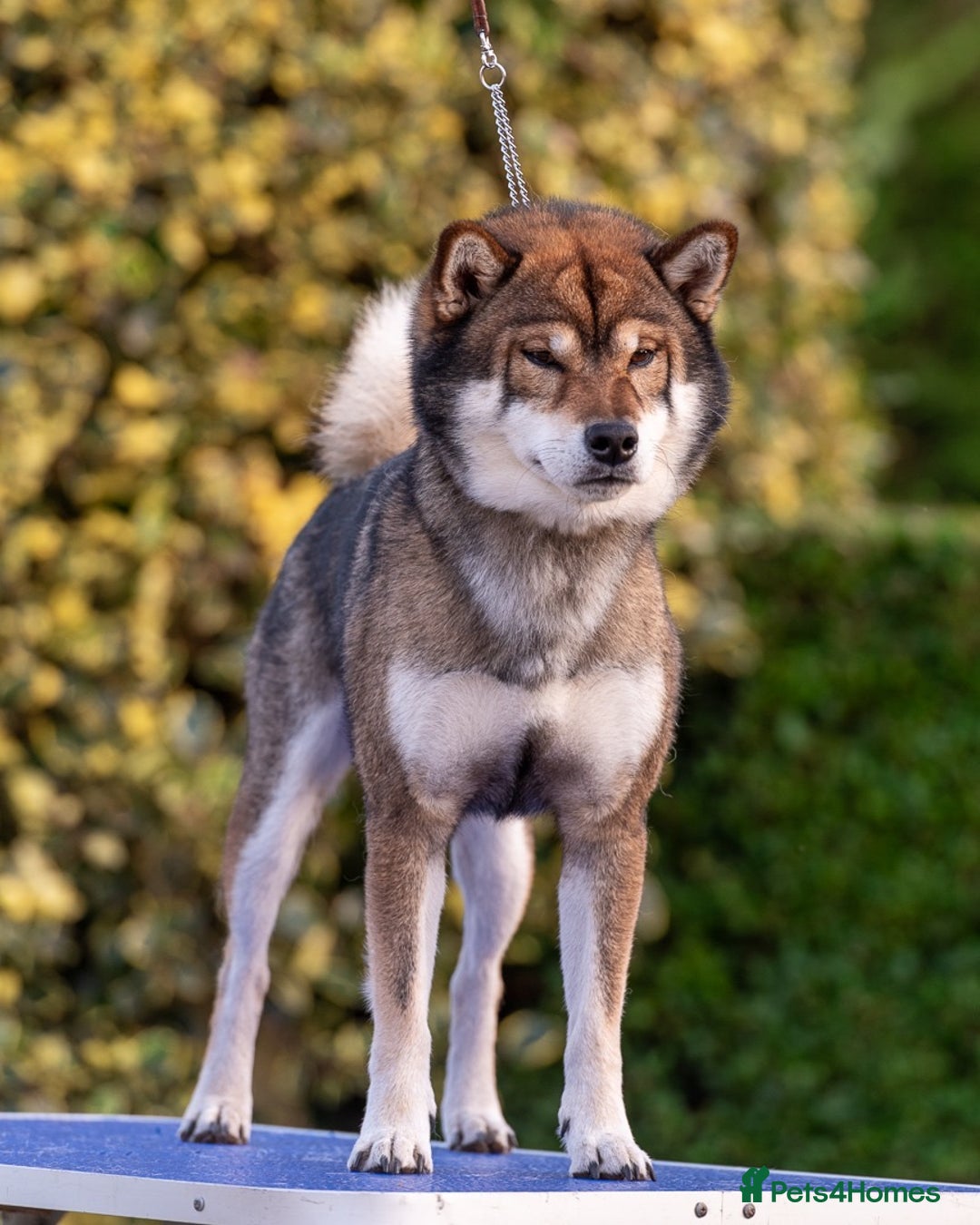 Japanese Shiba Inu dogs for sale: “LAST SESAME BOY  • Champion Broadlands Lineage” - Image 4