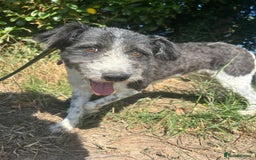 Mixed Breed dogs for adoption: Irina - Norwich Norfolk  - Image 4
