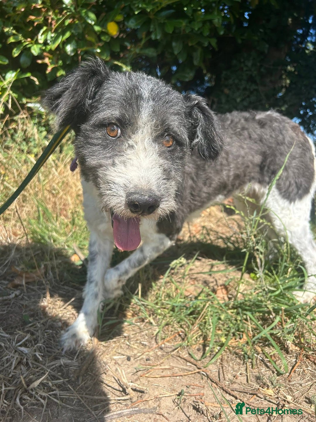 Mixed Breed dogs for adoption: Irina - Norwich Norfolk  - Image 4