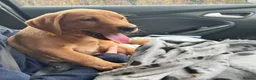 Labrador Retriever dogs for stud: ‘Bear’ Fox Red for stud.  - Advert 4