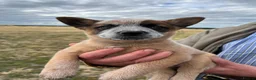 Australian Cattle Dog dogs for sale: Australian Cattle Dogs - Advert 7