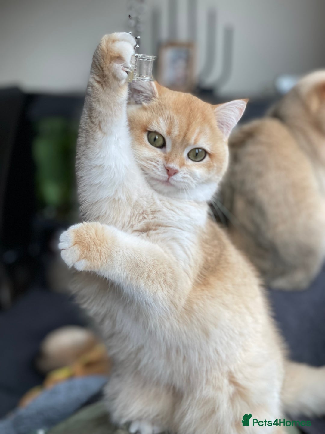 British Shorthair cats for sale: GCCF reg BSH Chocolate Gold Blue Eyes Male Kitten - Advert 5