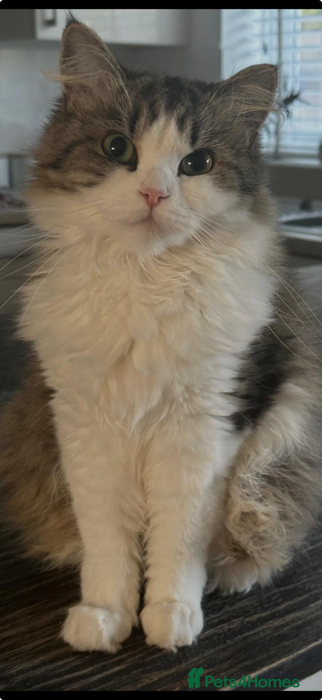 Persian cats for sale: Beautiful persian cross kitten for sale - Advert 18