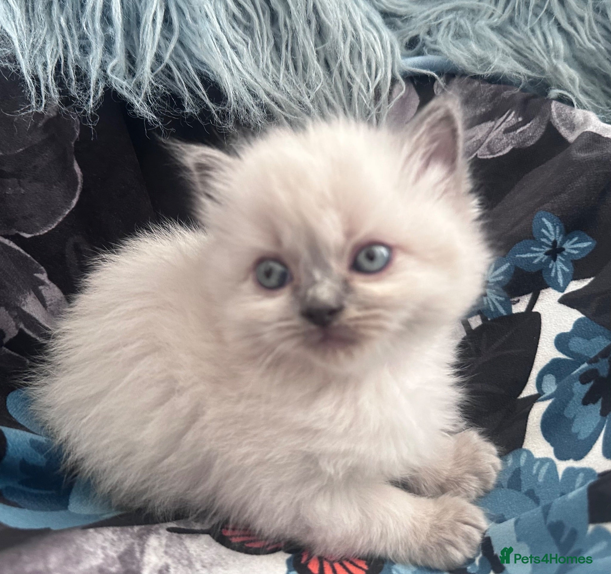 Ragdoll cats New Adorable and very fluffy pure Ragdoll kittens  - Advert 2