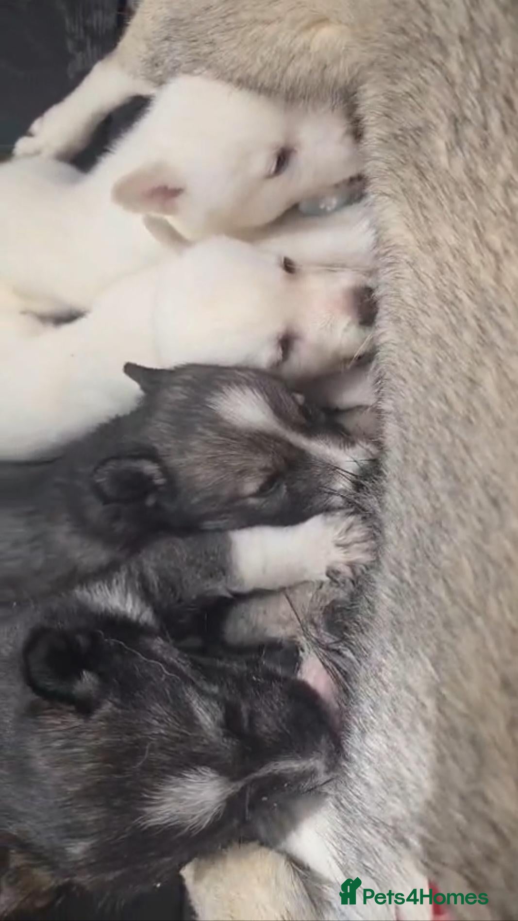 Siberian Husky dogs Pedigree Husky pups - Advert 1