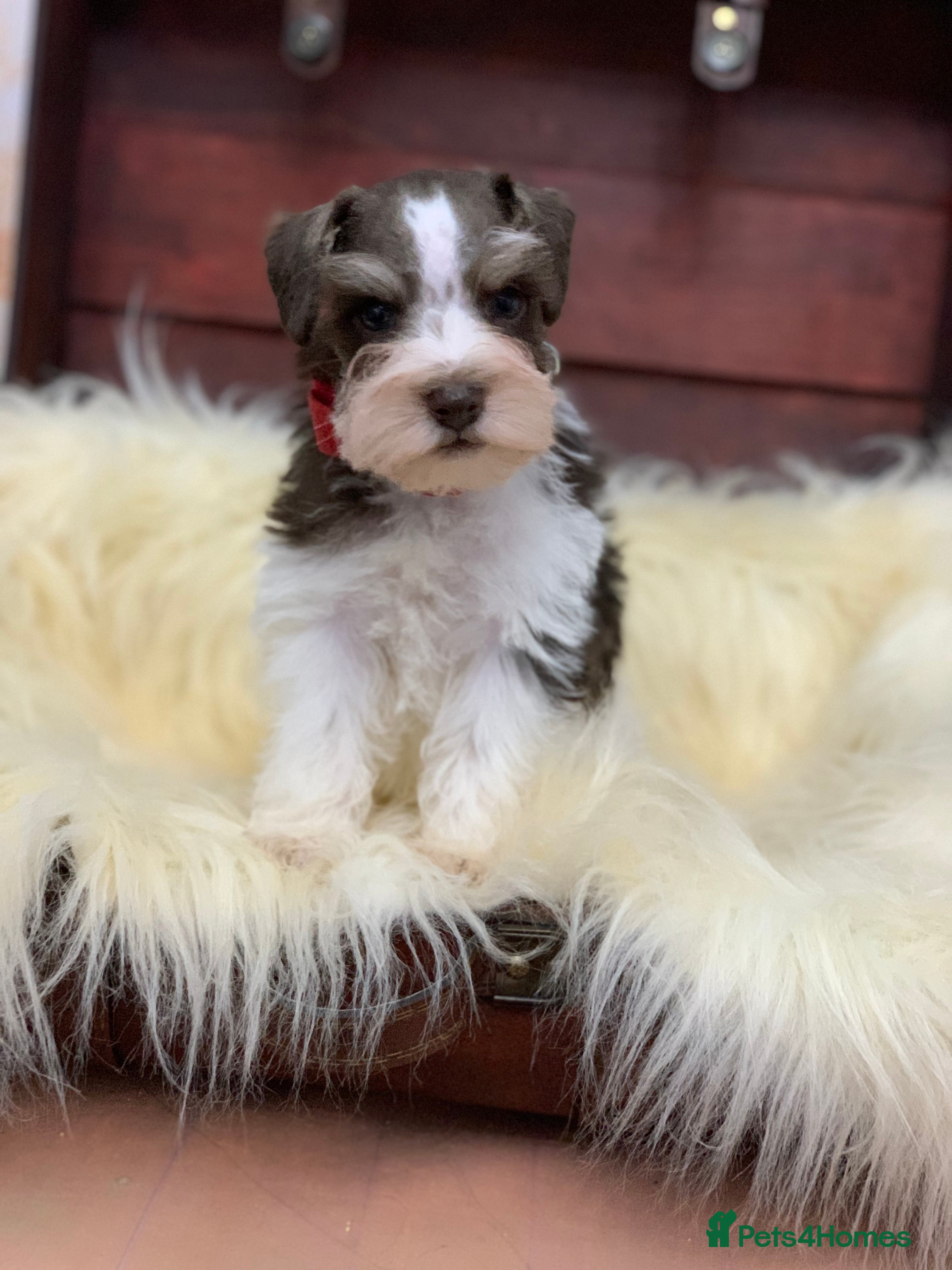 Miniature Schnauzer dogs 5* LICENSED - KC MINI (TOY) SCHNAUZER CHOCOLATE  - Advert 3