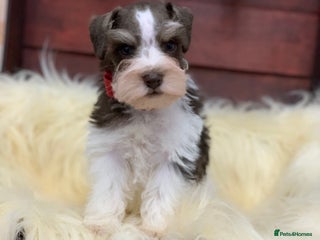 Miniature Schnauzer dogs 5* LICENSED - KC MINI (TOY) SCHNAUZER CHOCOLATE - Advert 3