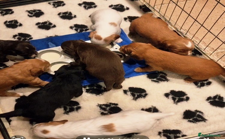 Cocker Spaniel dogs (Only 3 left) Working Cocker Spaniel Pups F1B  - Advert 4