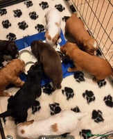 Cocker Spaniel dogs (Only 1 left) Working Cocker Spaniel Pups F1B - Advert 1