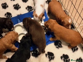 Cocker Spaniel dogs (Only 3 left) Working Cocker Spaniel Pups F1B - Advert 7