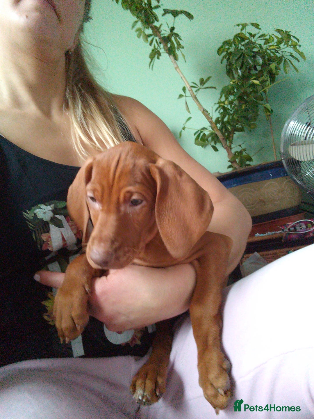 Hungarian Vizsla dogs for sale: Highly intelligent VIZSLA GIRL, bundle of energy  - Image 4