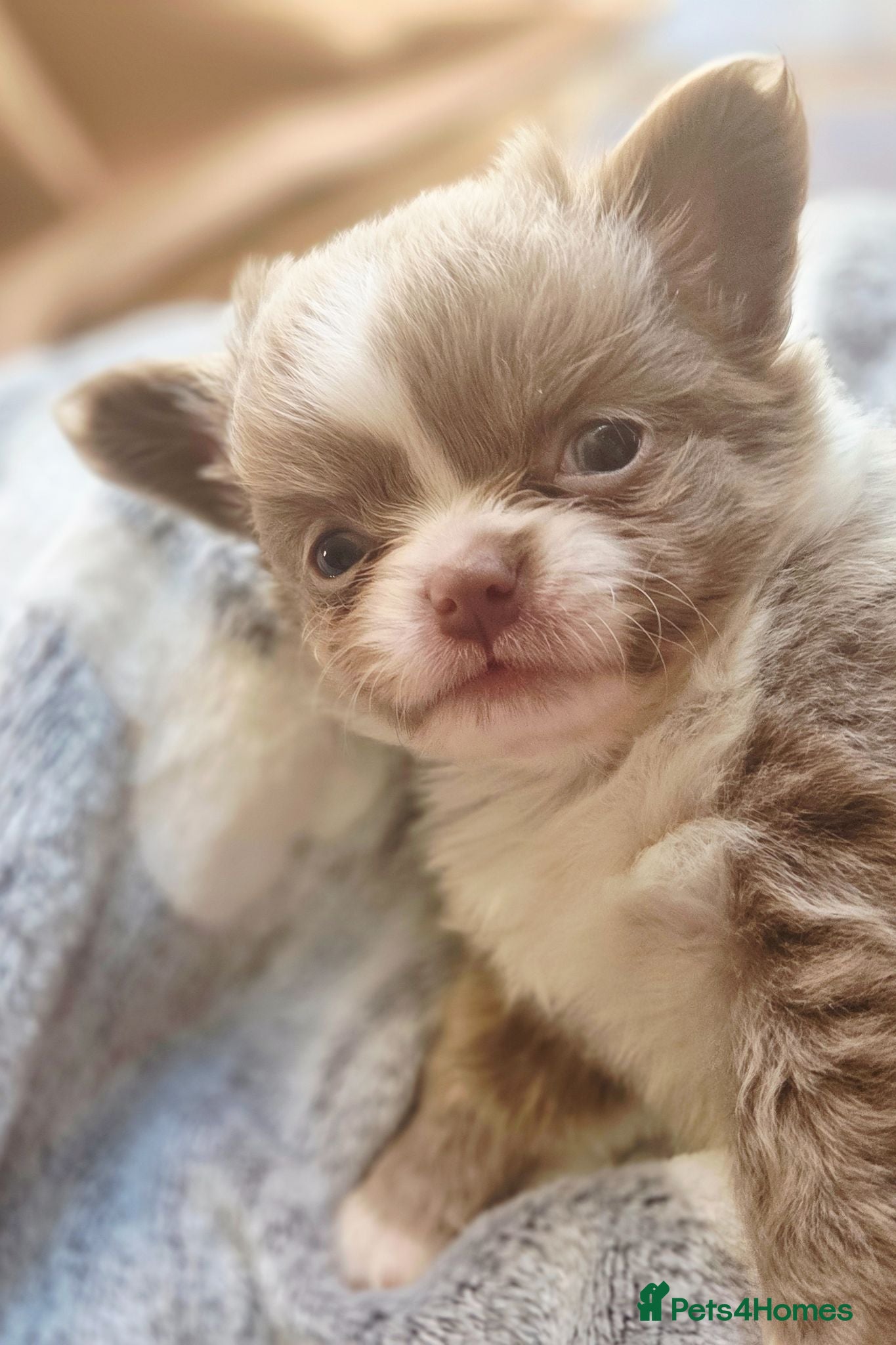Chihuahua dogs Quality Chihuahua babies - Advert 2
