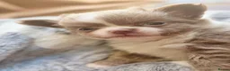 Chihuahua dogs for sale: Quality Chihuahua babies - Advert 14