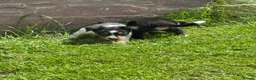 Border Collie dogs for sale: Border collie pups ready to leave now - Advert 27