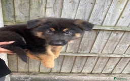 German Shepherd dogs for sale: Gorgeous KC reg Long haired German Shepherd Pups - Image 6
