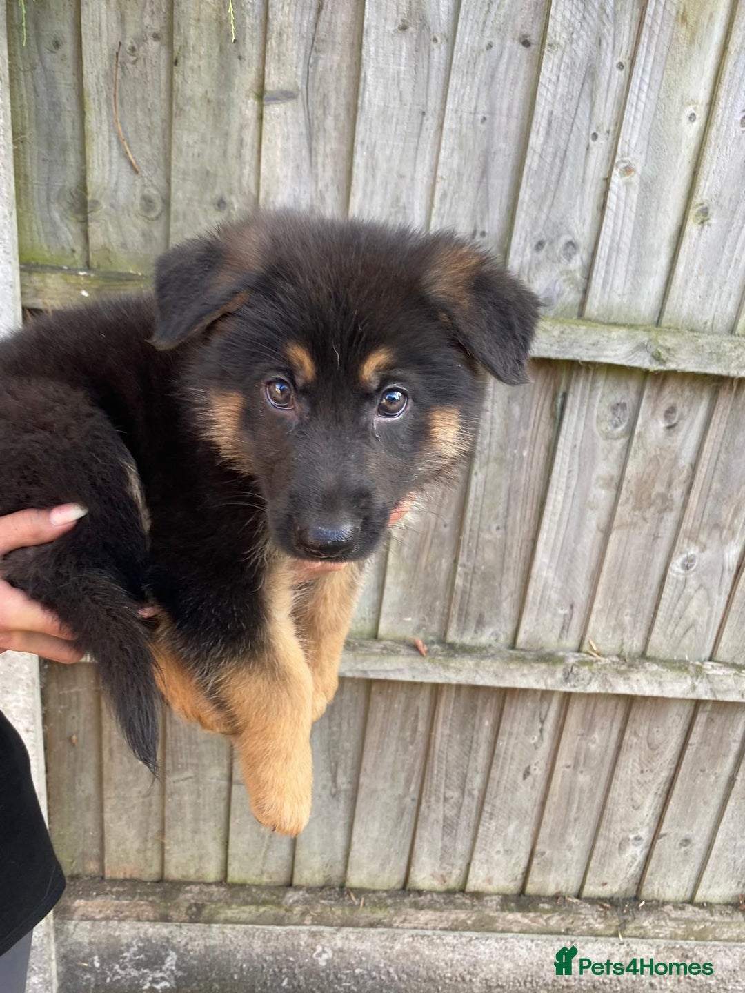 German Shepherd dogs for sale: Gorgeous KC reg Long haired German Shepherd Pups - Image 6