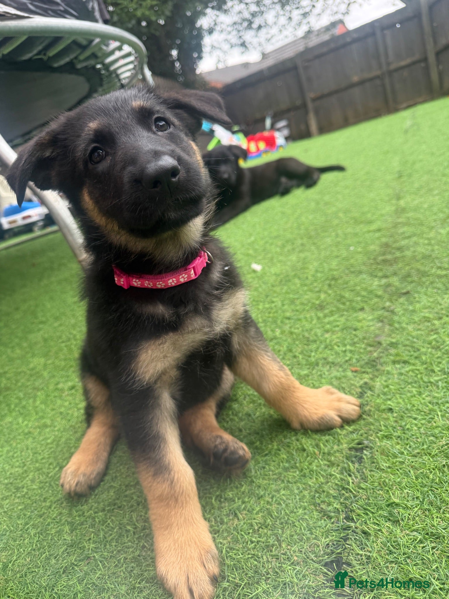German Shepherd dogs 8 German Shepard puppies 4 black 4 Black and Tan  - Advert 2