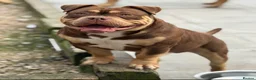 American Bully dogs for sale: Phil the Pocket Bully - Advert 1