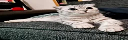 British Shorthair cats for sale: British short hair kitten  - Advert 6