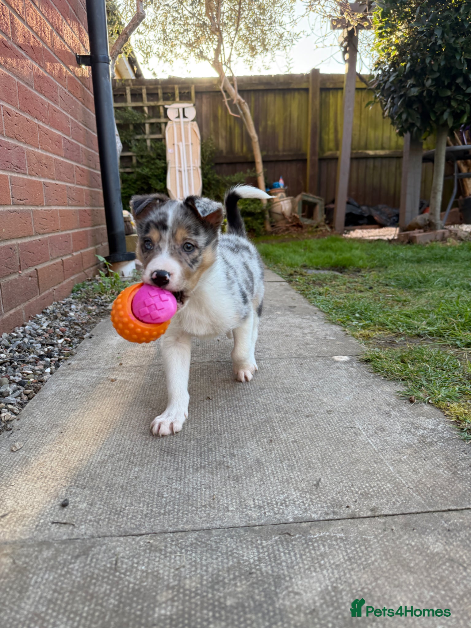Border Collie dogs Border collie pup - Advert 1