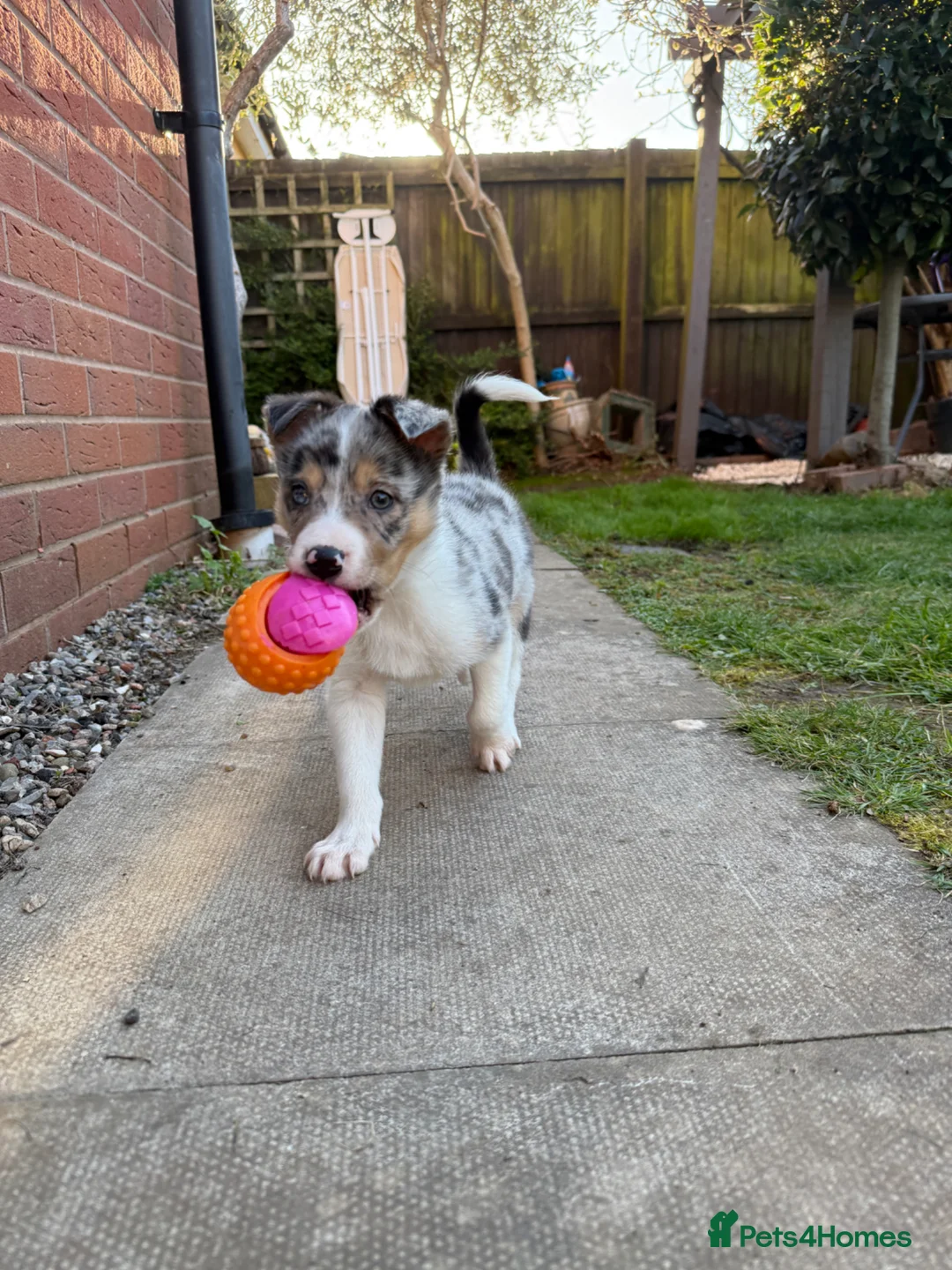 Border Collie dogs for sale: Border collie  - Advert 1